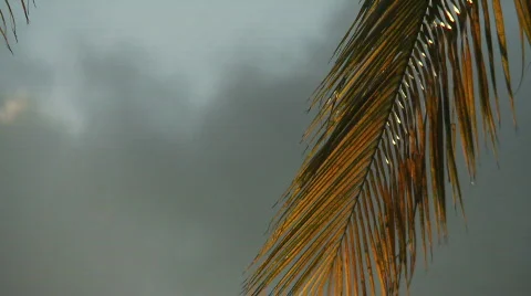 Sunset on Palm Stock Footage 735671