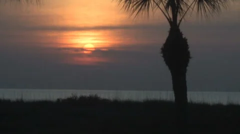 Sunset palm Stock Footage 5678375