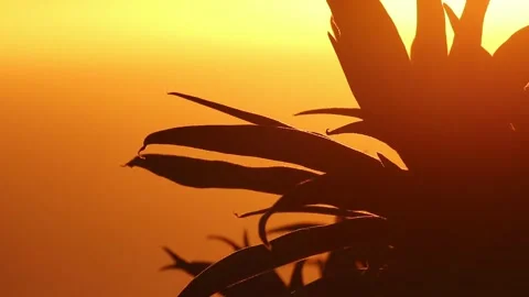 Sunset palm Vídeos de archivo 166692493