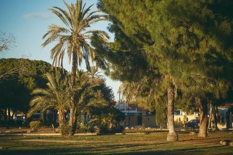 Sunset at the Palm Park Stock Photos