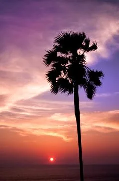 Sunset with palm Stock Photos