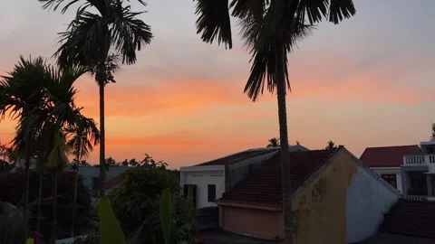 Sunset palm rooftops row of palm trees in Hollywood, revealing city of Los Stock Footage 308140160