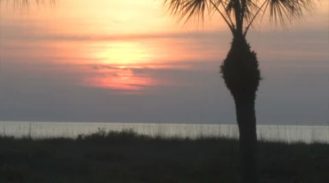 Sunset palm timelapse Video stock 5679985