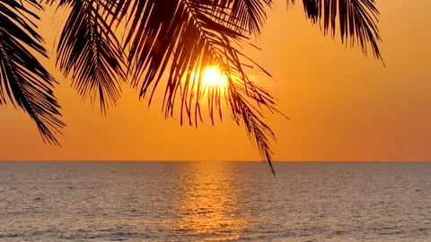 Sunset palm tree on the beach katabeach phuket thailand Vídeo Stock 136280928