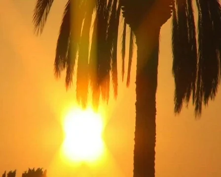 Sunset - palm tree Vidéo 62548