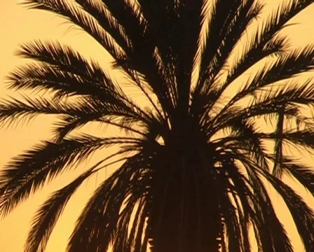 Sunset palm tree Vidéo 62551