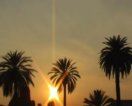 Sunset - palm tree Видео 62554