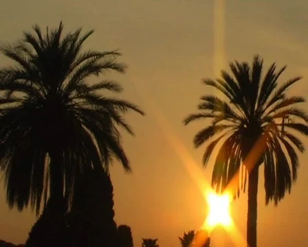 Sunset with palm tree Stock-Footage 62555
