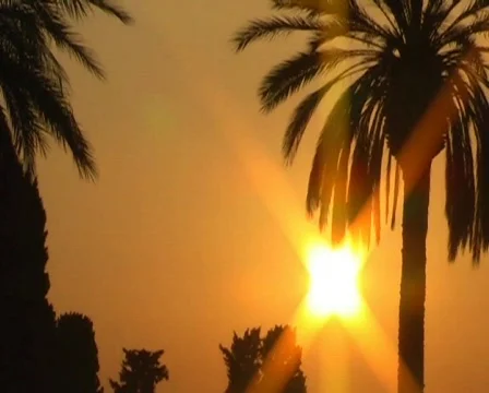 Sunset - palm tree Vidéo 62557