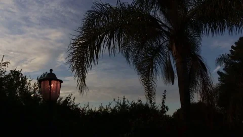 Sunset palm tree Stock Footage 82187790