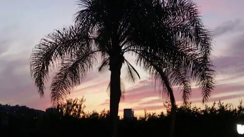 Sunset palm tree Stock Footage 82187797