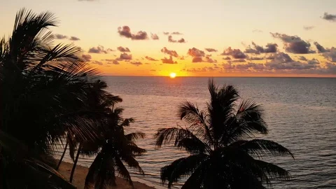 Sunset Palm Tree Stock-Footage 129889961