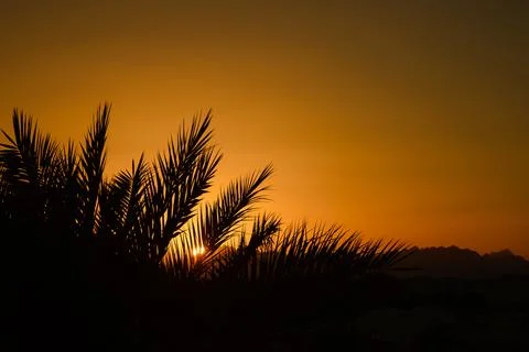 Sunset . Palm tree in the foreground Stock Photos