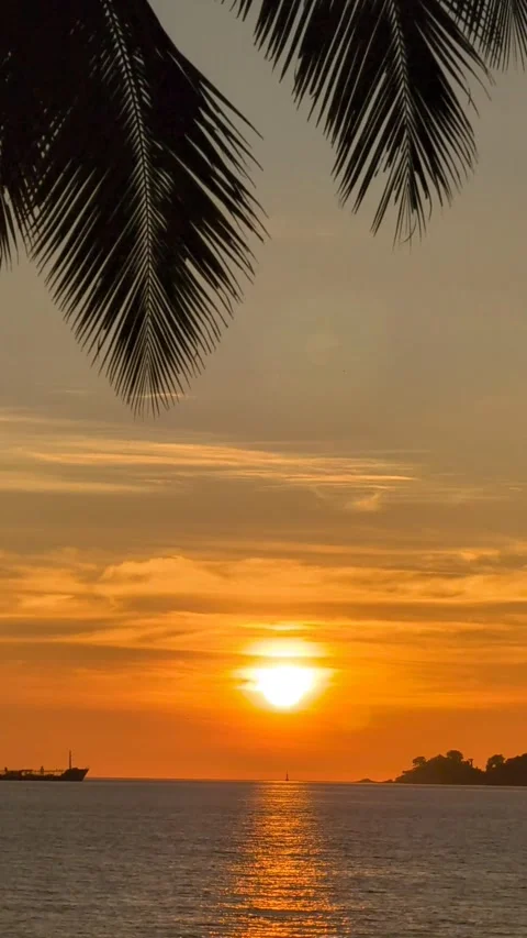 Sunset with palm tree in Kota Kinabalu Sabah Malaysia Video stock 311518344