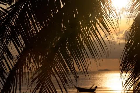 Sunset with palm tree leaves Foto stock