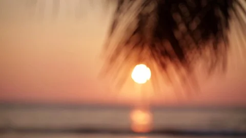 Sunset Palm Tree Ocean, Maui Hawaii Video stock 73976374