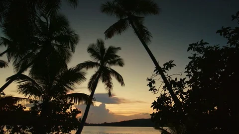Sunset palm tree ocean view with audio, st john, virgin islands Stock Footage 83650867