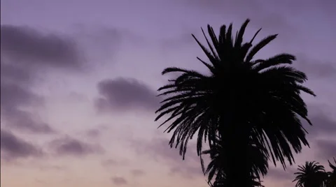 Sunset Palm Tree with Passing Clouds Stockbeeldmateriaal 39981543
