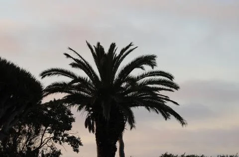 Sunset Palm tree Stock Photos