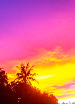 Sunset with palm tree Stock Photos