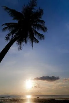 Sunset with palm tree silhouette Stock Photos