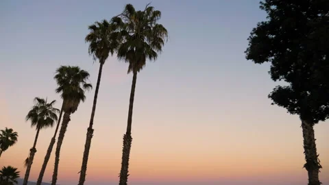 Sunset with palm tree view golden hour blue hour 4k 24fps Stock Footage 133012641