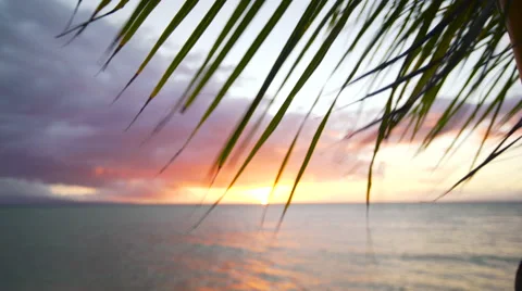 Sunset Palm Tree View in Hawaii Stock Footage 58749160