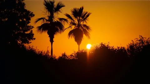Sunset with palm trees in the background Stock Photos