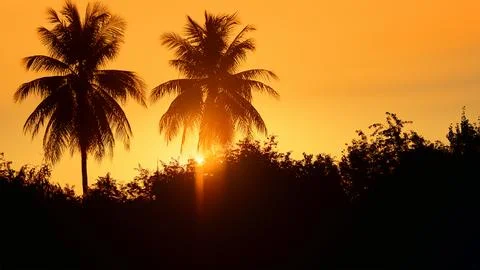 Sunset with palm trees in the background Stock Photos