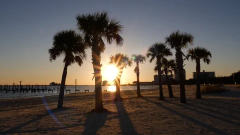 Sunset with Palm Trees bright yellow flare on beach Stock Footage 88803318