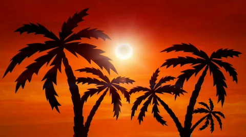 Sunset with palm-trees Stock Footage