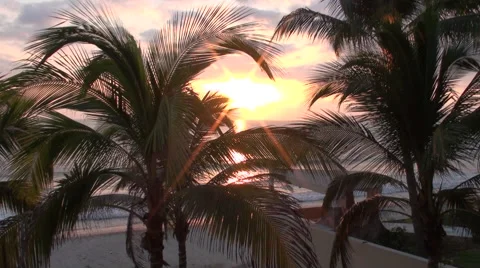 Sunset with Palm Trees Stock Footage 43165011