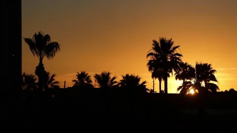 Sunset with Palm Trees Stock Footage 115919699