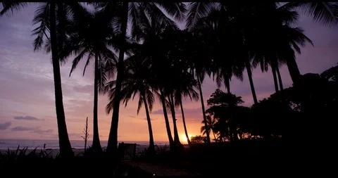 Sunset palm trees Stock Footage 127130599