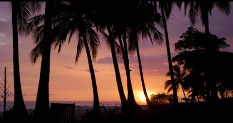 Sunset palm trees Stock-Footage 127130733