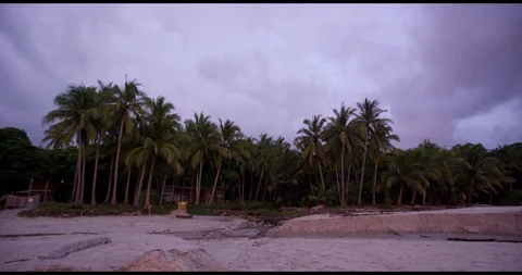 Sunset palm trees Stock Footage 127130870