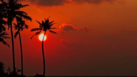 Sunset with palm trees Video stock 263418334