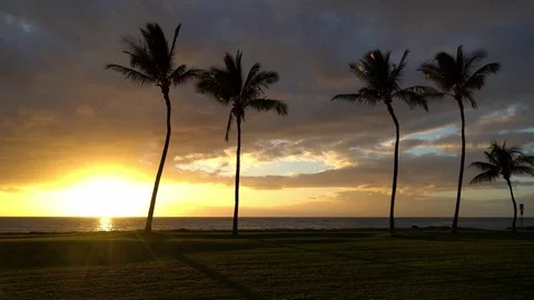 Sunset with Palm Trees in Hawaii Stock Footage 91799862