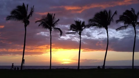 Sunset with Palm Trees in Hawaii Stock Footage 91799871