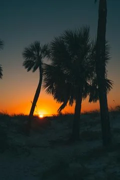 Sunset. Palm trees on the ocean beach. Florida paradise Stock-Fotos