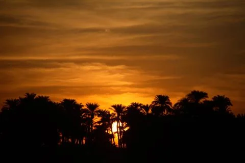 Sunset with Palm Trees Stock Photos