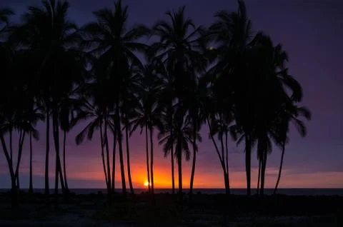 Sunset with palm trees Stock Photos