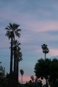 Sunset Palm Trees  Stock Photos
