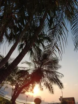 Sunset with palm trees Stock Photos