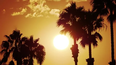 Sunset with palm trees silhouetted against a golden sky in 4k Stock Footage 283461270