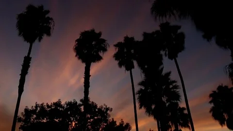 Sunset with palm trees time lapse 1 Video stock 82473541