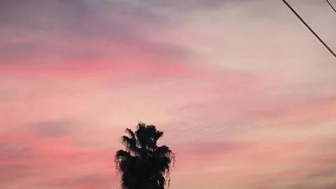 Sunset palm wires tree evening pink sky cloud background nature landscape s.. 库存照片