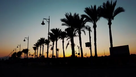 Sunset with Palms in Egypt Hurghada Stock Footage 130535981