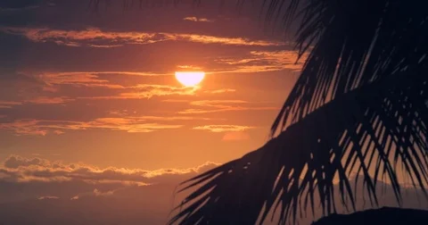 Sunset Palms Stock Footage