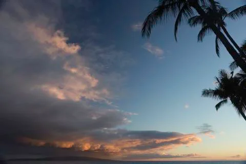 Sunset Palms in Maui Stock Photos
